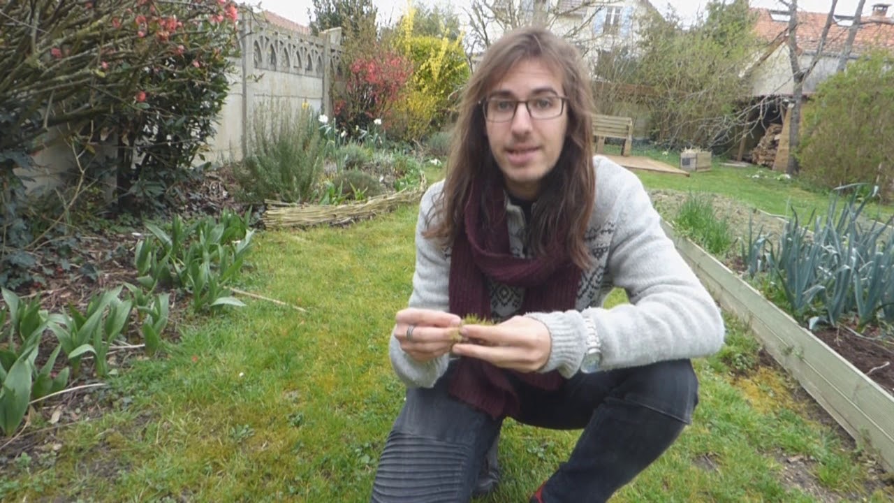Enlever la mousse dans son gazon : astuces