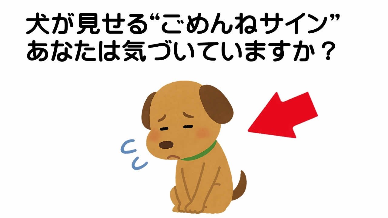 【知らないと可哀想】犬が見せる「ごめんね」のサイン４選
