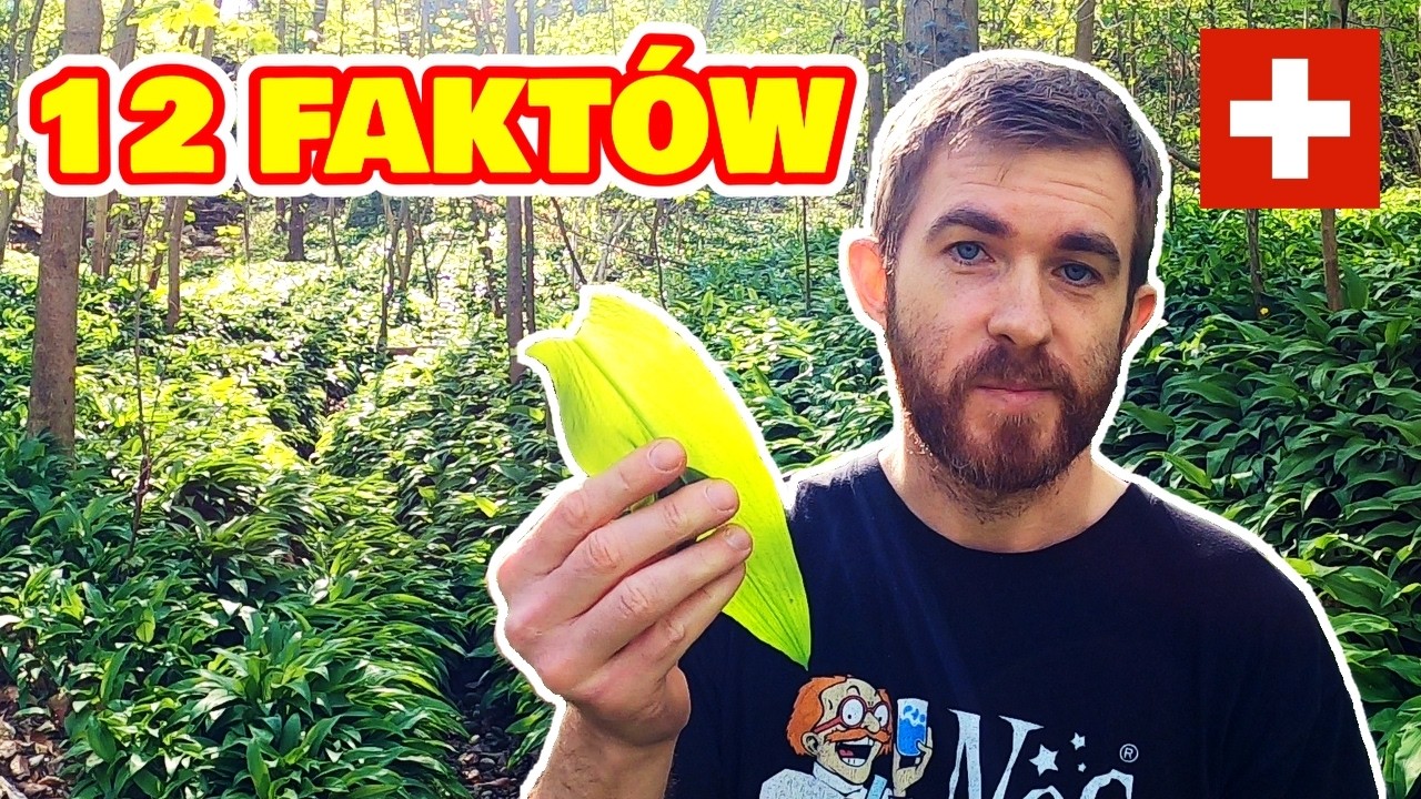 Czosnek niedźwiedzi: 12 ciekawostek 🌿 Jak odróżnić od konwalii?