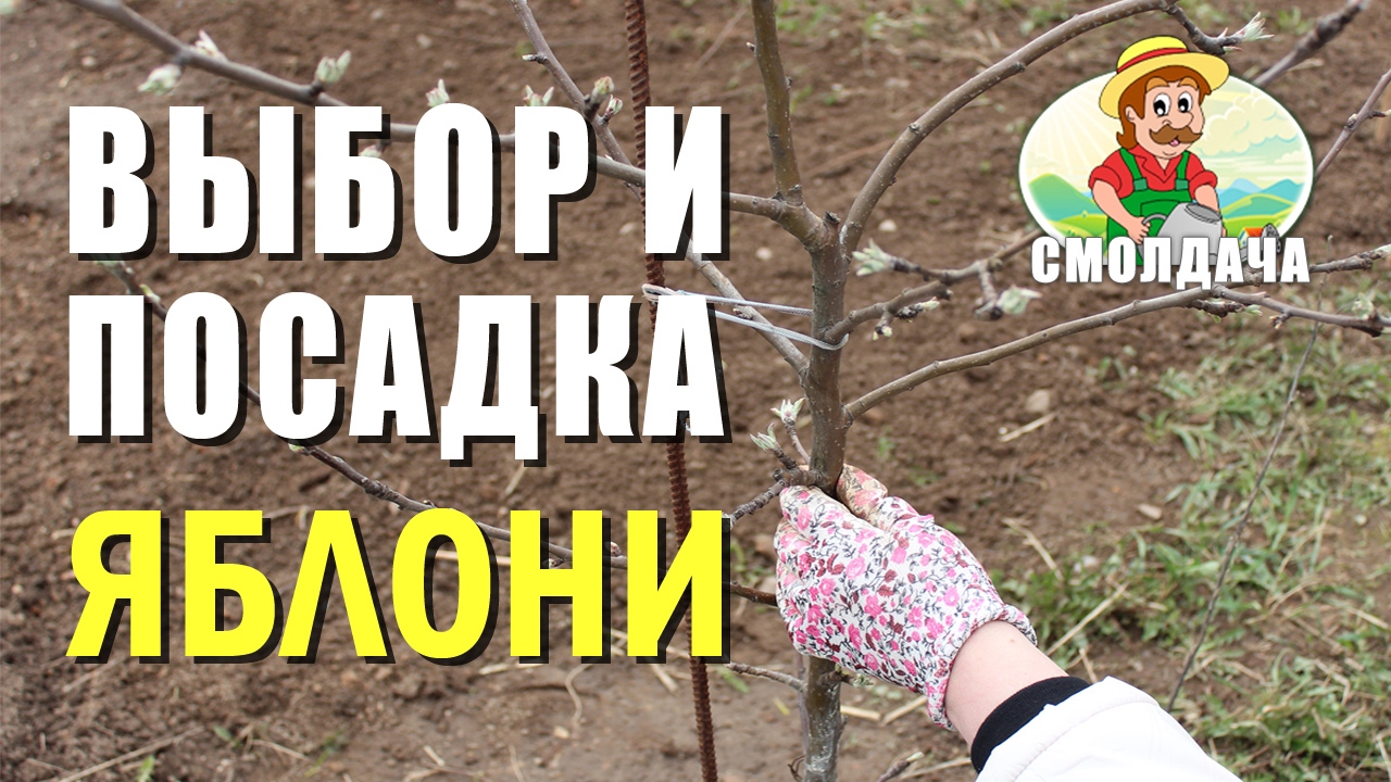 Как посадить яблоню / Правильная посадка саженца весной