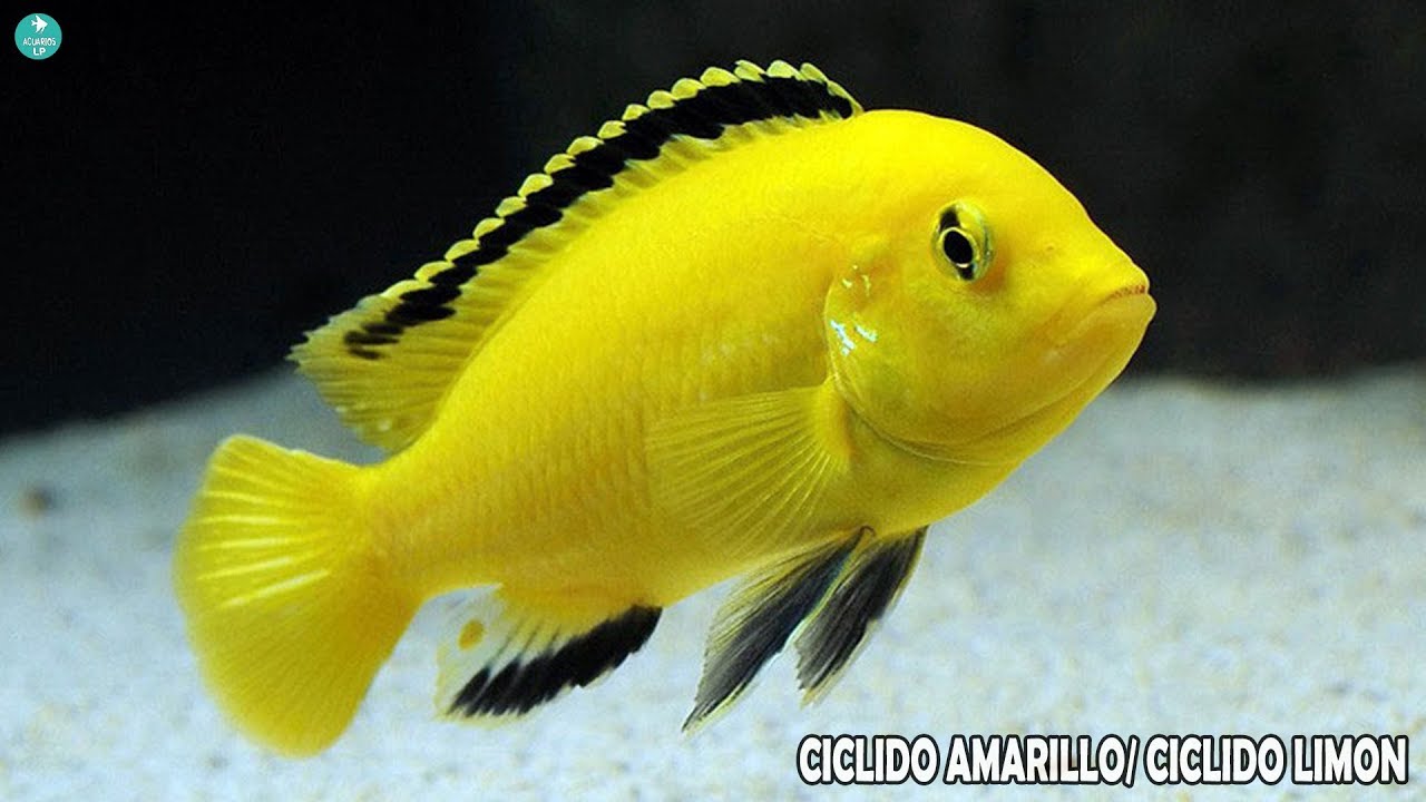 CICLIDO AMARILLO/ CICLIDO LIMON | Cuidados y Alimentación | LABIDOCHROMIS CAERULEUS | AcuariosLP