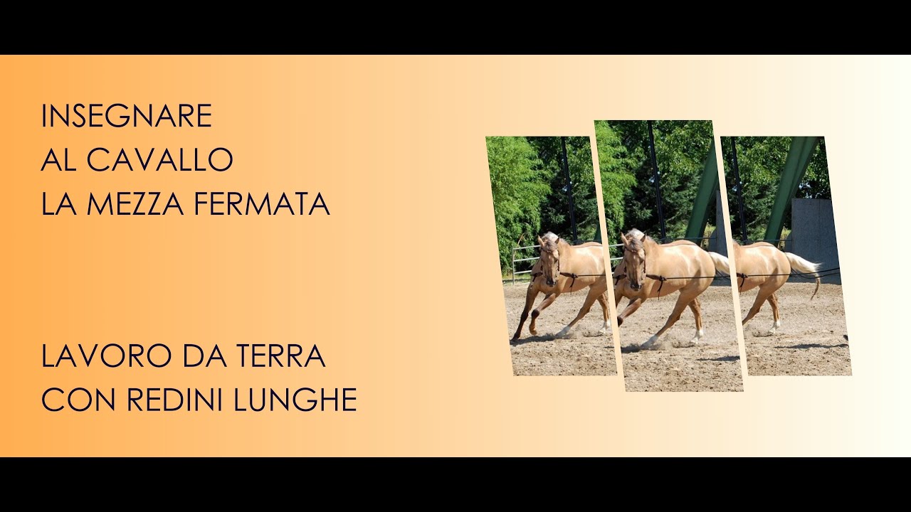 ♘ Cavalli || Insegnare al Cavallo la Mezza Fermata || Lavoro da Terra