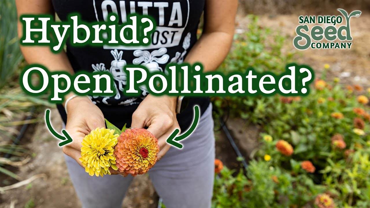 Watch out for these labels ESPECIALLY if you save seeds | Hybrid, Heirloom, GMO vs Open Pollinated