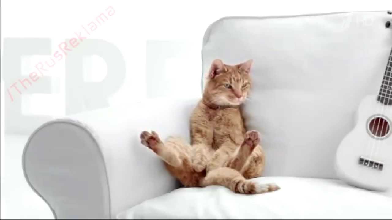 Реклама Perfect Fit In-Home (Перфект фит) Кот 