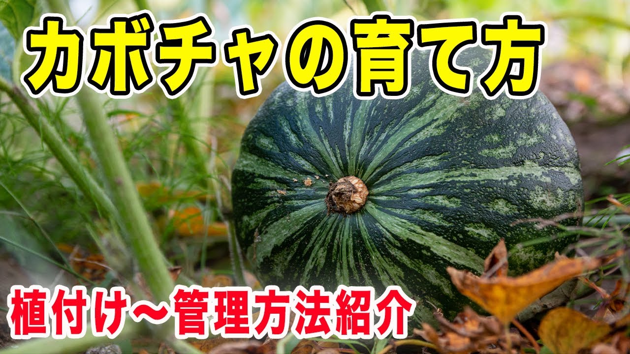 かぼちゃの育て方　植付け方法〜植付け後の管理