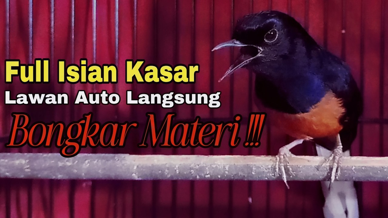 MASTERAN MURAI BATU TEMBAKAN KASAR TERBUKTI PALING AMPUH 99% PANCING LAWAN BONGKAR ISIAN