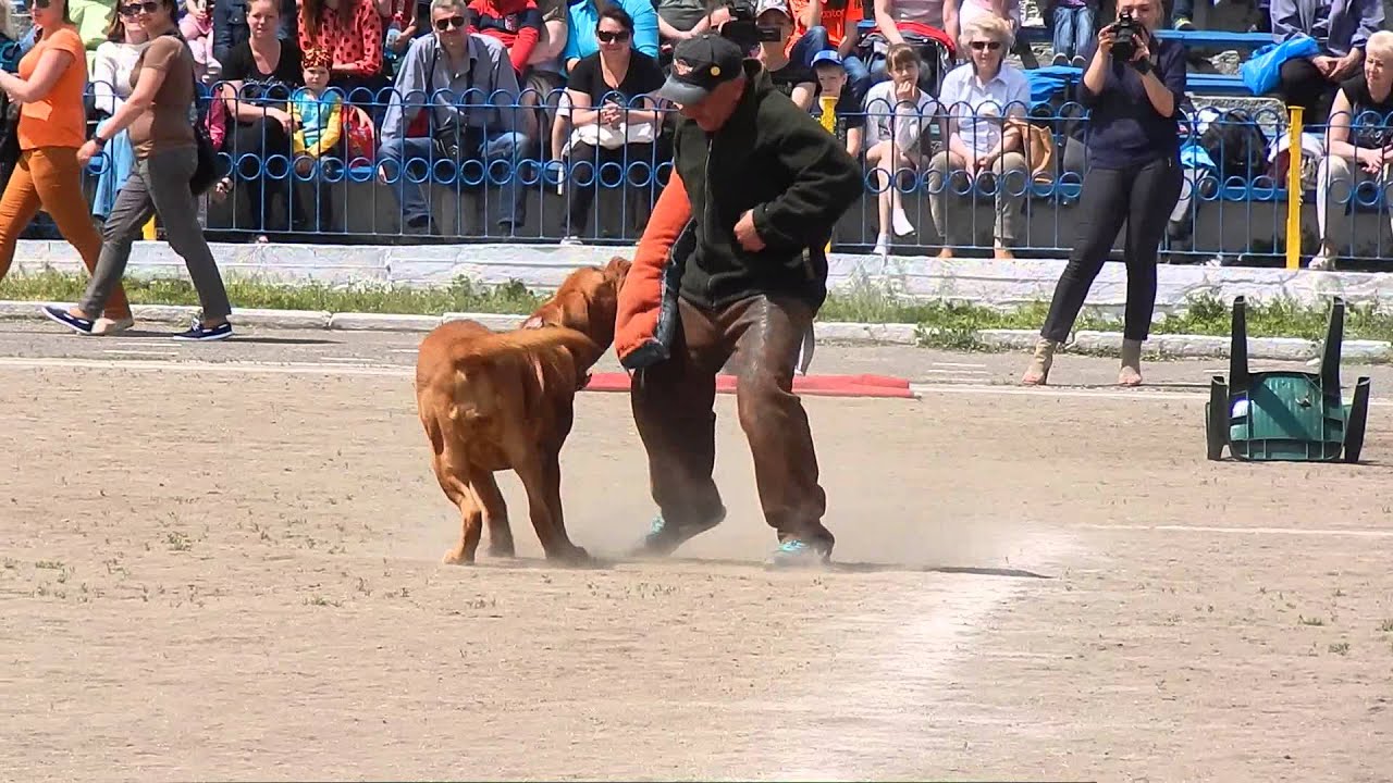 Working Dogue de bordeaux/ Бордоский дог охрана