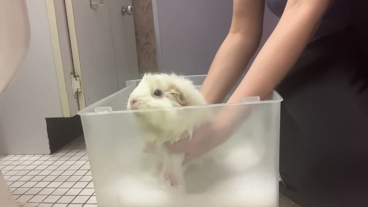Bianca the guinea pig gets a butt bath (with supervisor Stacy)