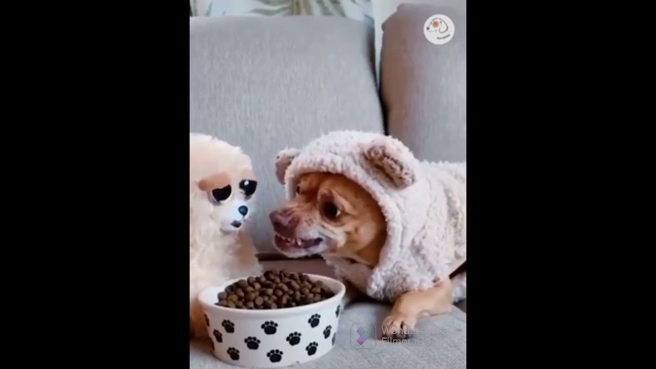 AAW SO FUNNY 😂 super dogs 🐩 reactions