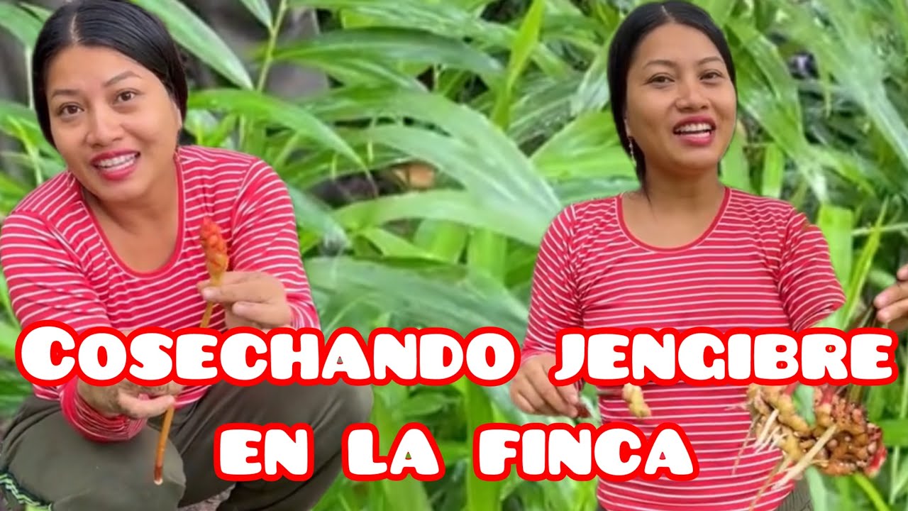 Hoy coseché jengibre @Elcampodeyuri 
