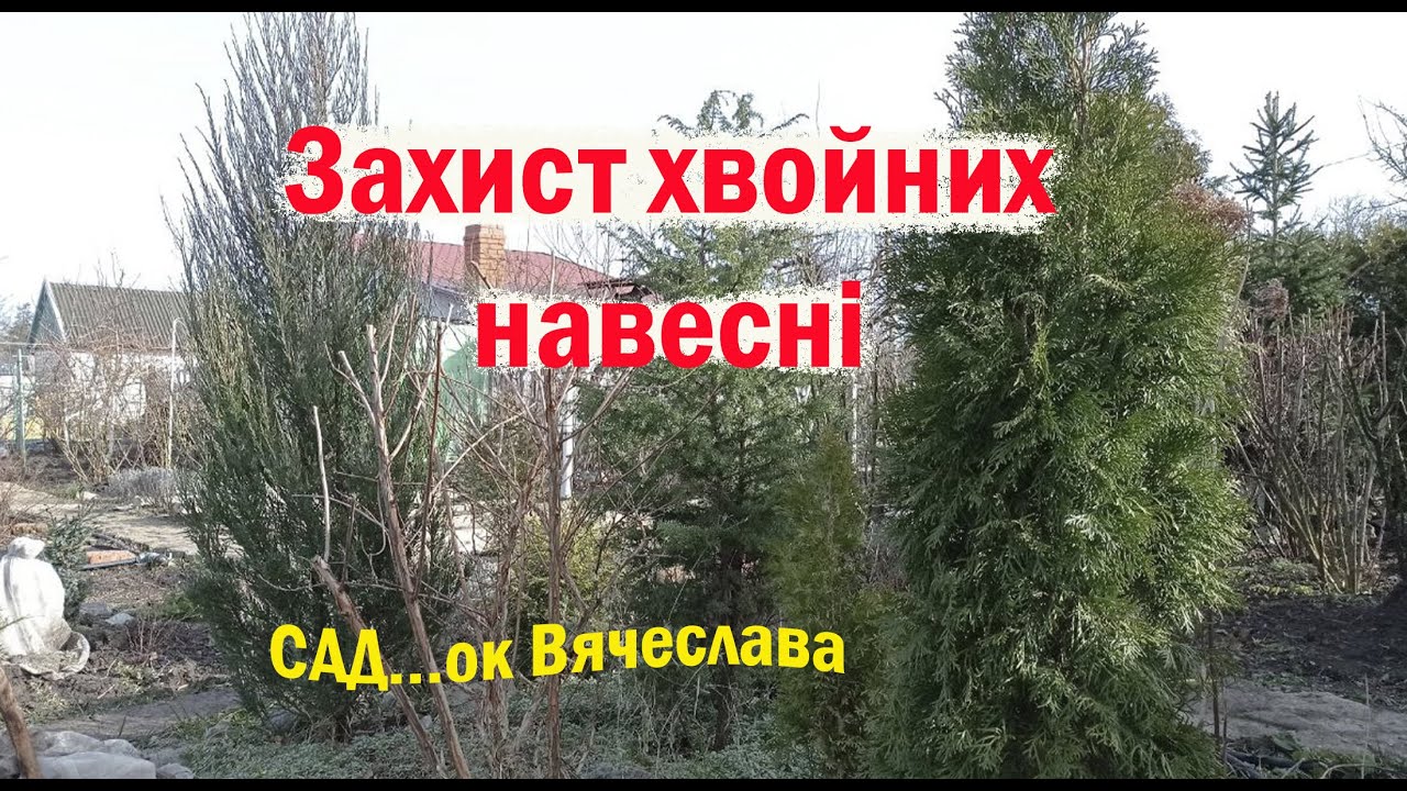 Догляд за хвойними навесні: що і коли робити від березня до травня