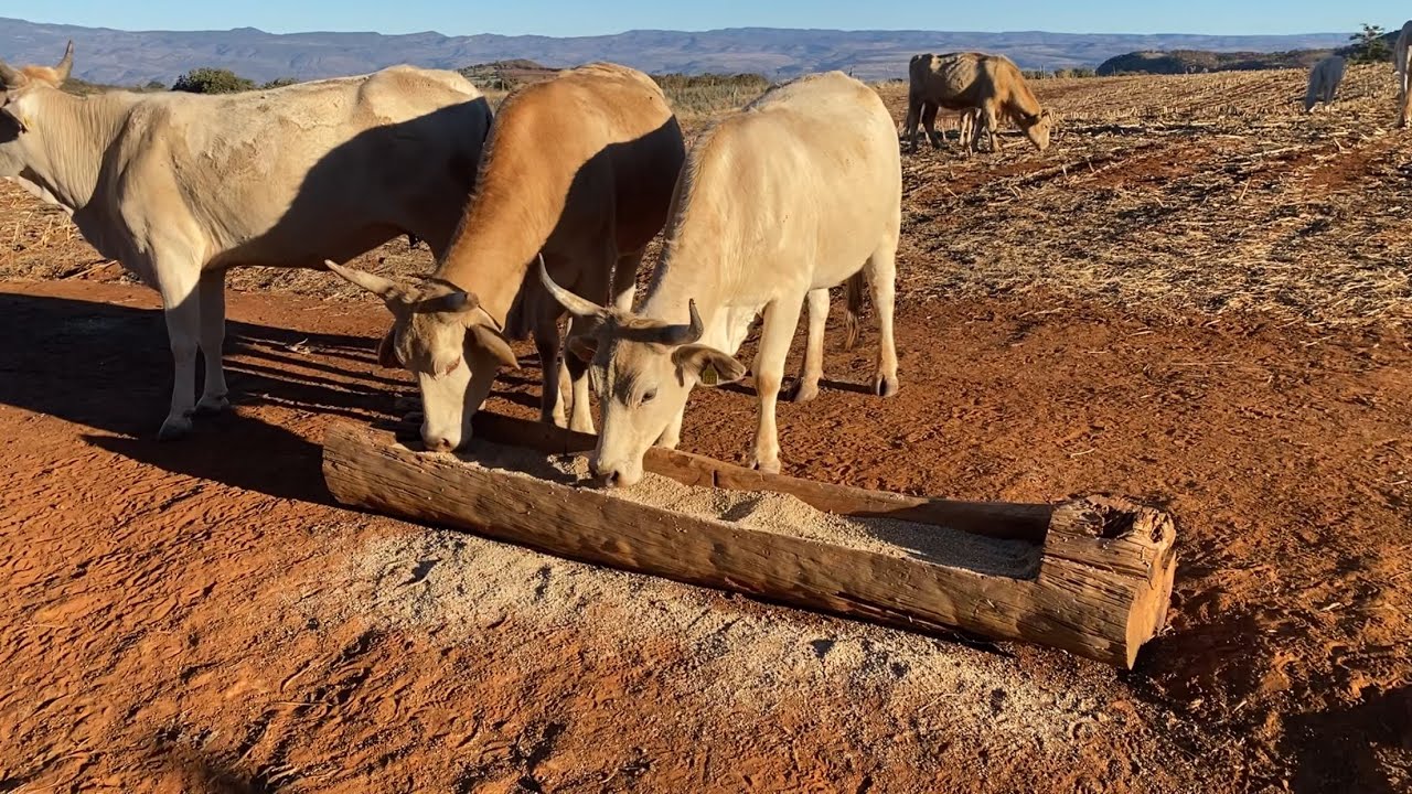 &ldquo;Menos p&eacute;rdidas, m&aacute;s ganancias: suplementacion mineral en vacas de cr&iacute;a&rdquo;