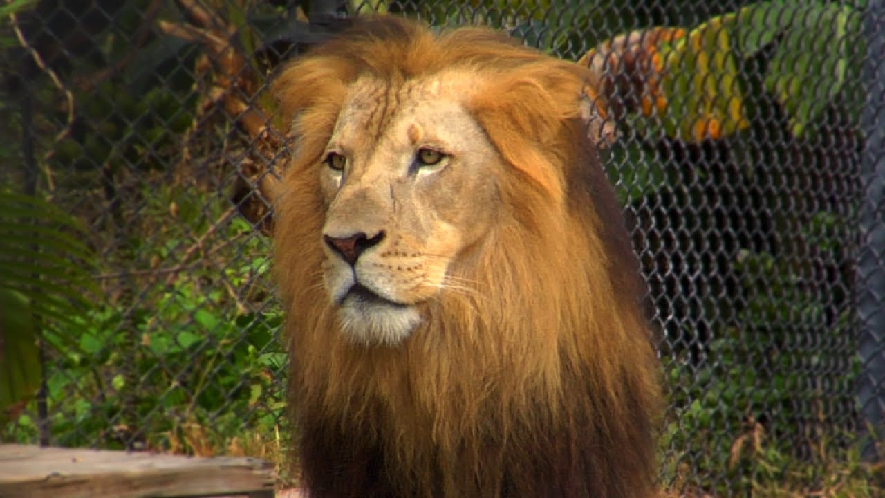 Video Overview of Naples Zoo at Caribbean gardens