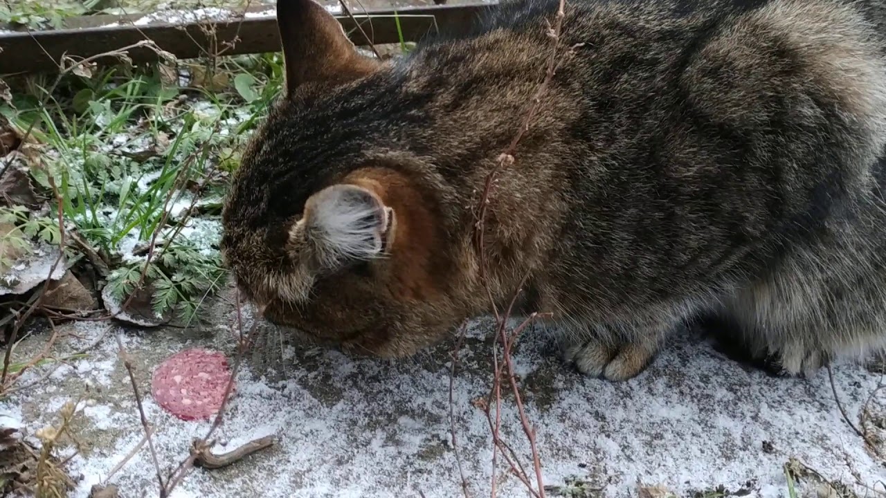 Дачный кот Сало