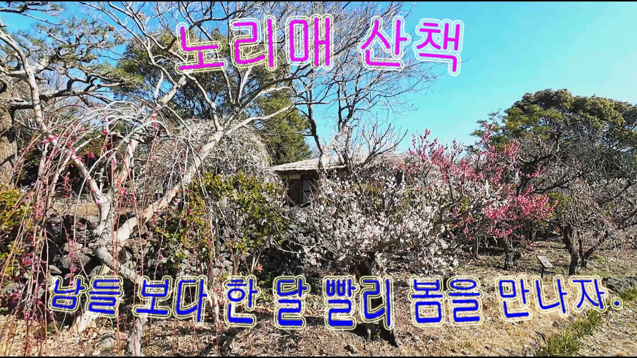 제주 노리매 공원  - 남들 보다 한 달 빨리 봄을 만나다( Jeju Norimae Park - Spring arrives a month earlier than others).