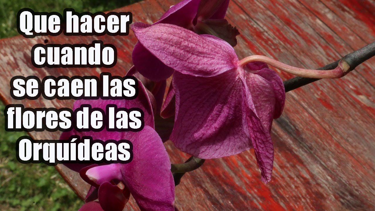 Que Hacer Cuando se Caen Las Flores de las Orquideas