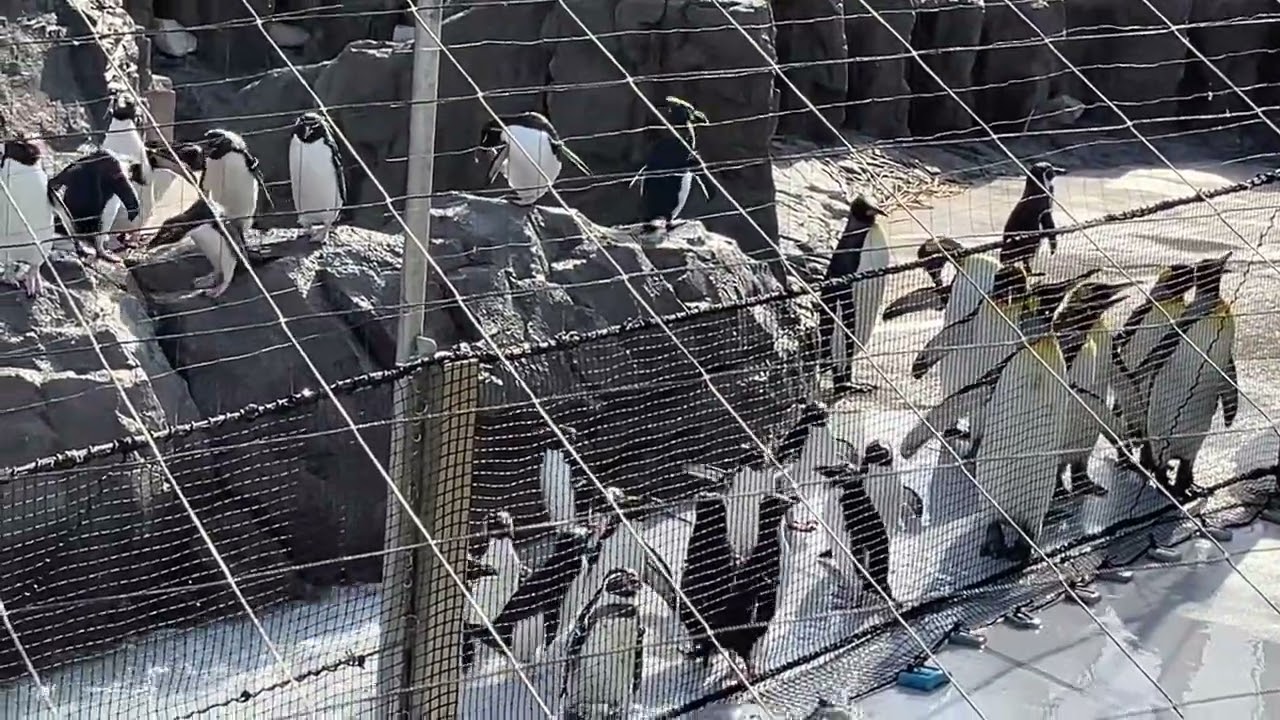 フェアリーペンギンのご飯タイム