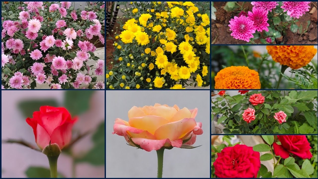 Beautiful flowers in my garden | Beautiful flowers #rose #beautiful #flowers 