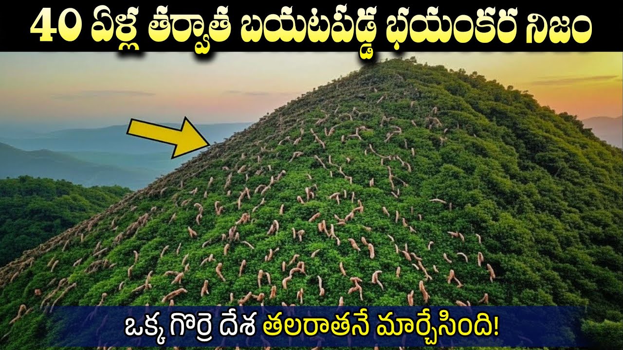 ఒక్క గొర్రె దేశ తలరాతనే మార్చేసింది! | 40 ఏళ్ల తర్వాత బయటపడ్డ భయంకర నిజం | BS FACTS