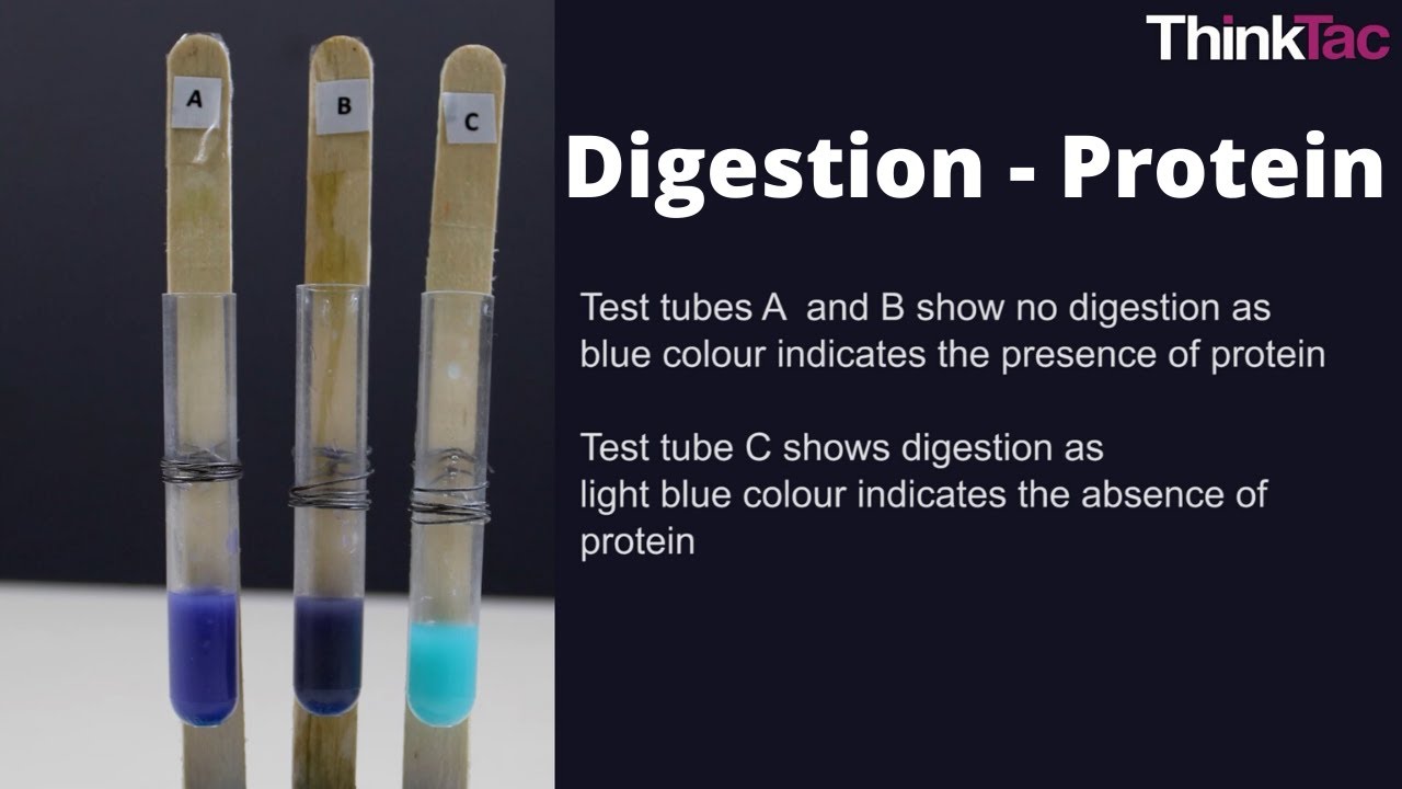 Digestion - Protein | ThinkTac
