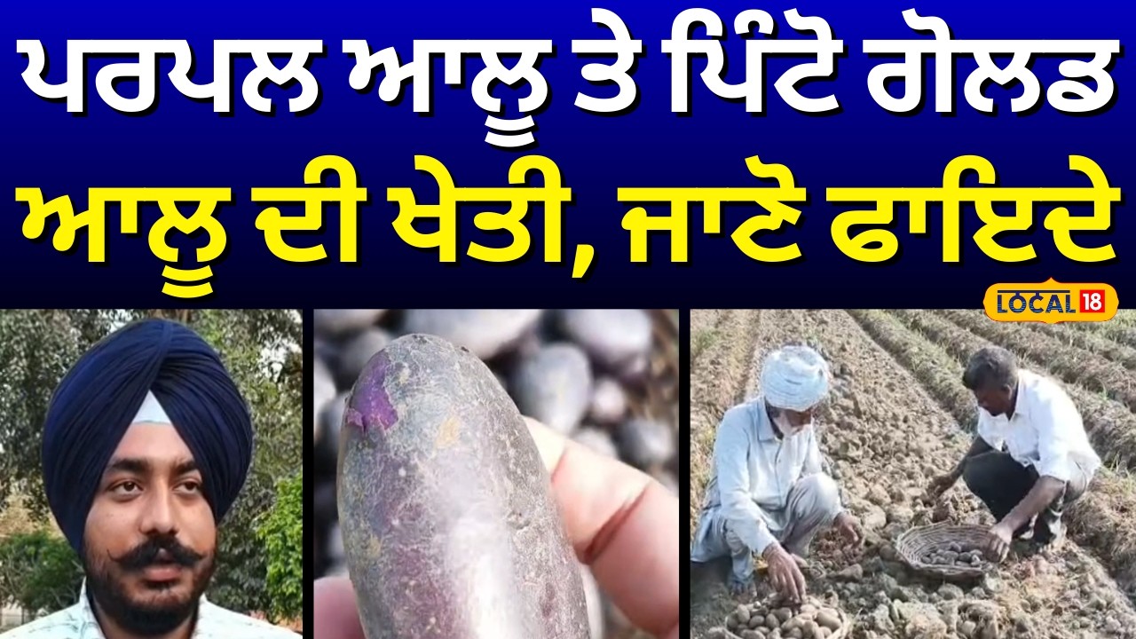 Faridkot|ਪਰਪਲ ਆਲੂ ਤੇ ਪਿੰਟੋ ਗੋਲਡ ਆਲੂ ਦੀ ਖੇਤੀ, ਜਾਣੋ ਫਾਇਦੇ | Purple Potato | Pinto Gold Potato#local18