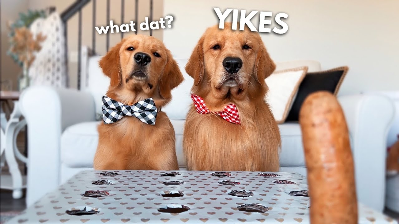 My Dogs React to the Hot Dog Challenge