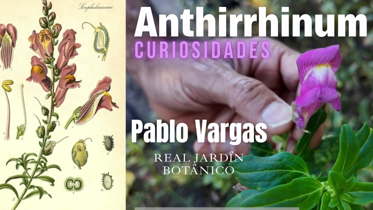 Curiosidades de los dragoncillos (Antirrhinum)