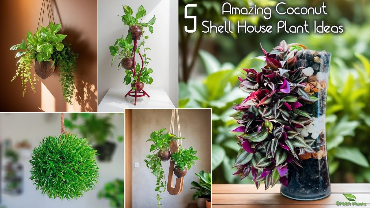 5 Amazing Coconut Shell House Plant Idea & Best Out of Waste DIY Easy House Plant Idea//GREEN PLANTS
