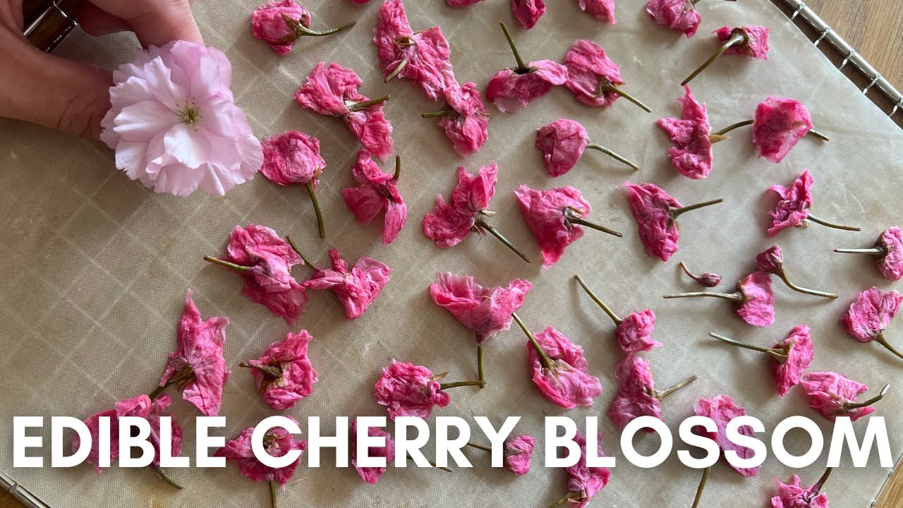 Japanese style preserved cherry blossoms
