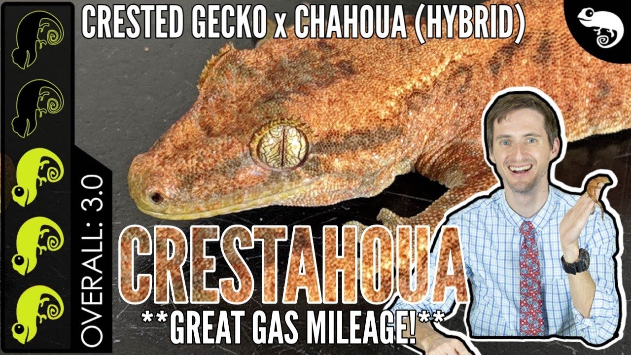 HYBRID Crested Gecko x Chahoua, The Best Pet Lizard?