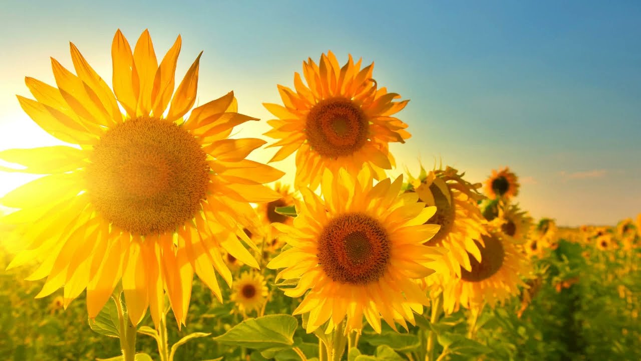 Relaxing Yellow Sunflowers and Beautiful Flowers Ambience  - Best Screensaver Background No Music