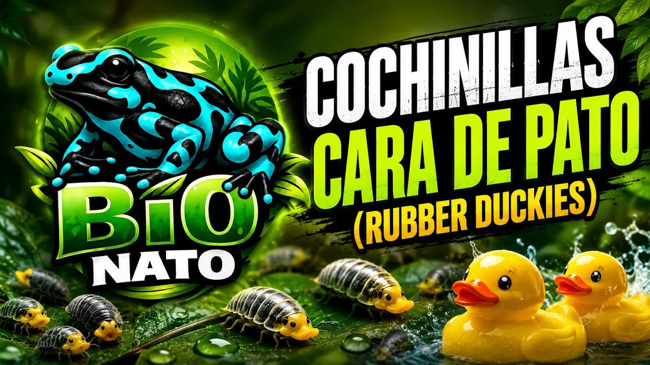 Isopodos Rubber Ducky (cochinillas patitos)