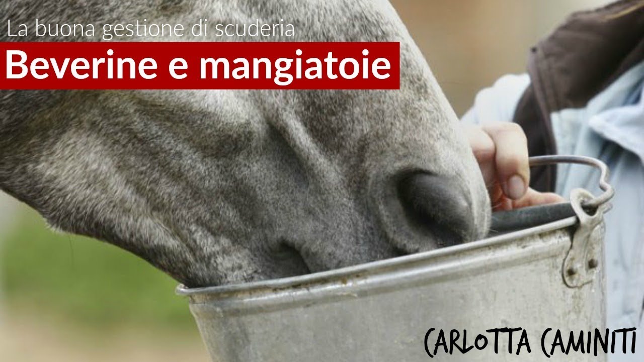 La buona gestione di scuderia 3 - Beverine e mangiatoie