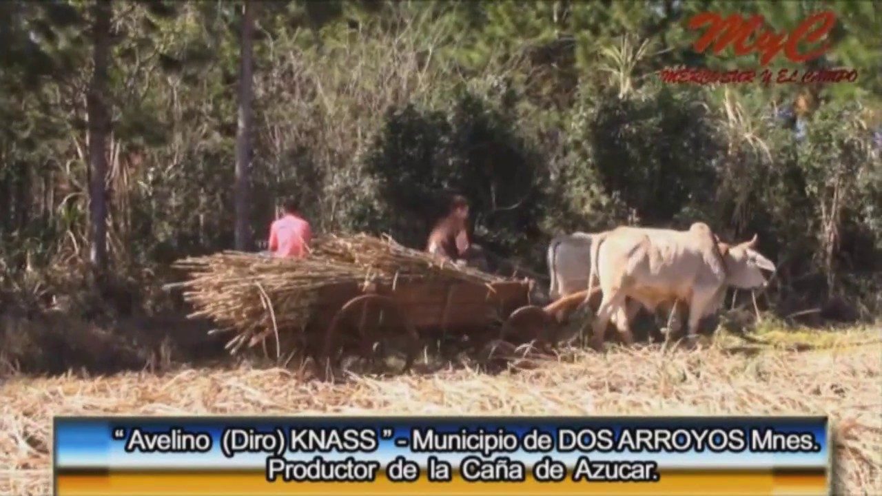 Azúcar rubio Artesanal - Parte 2