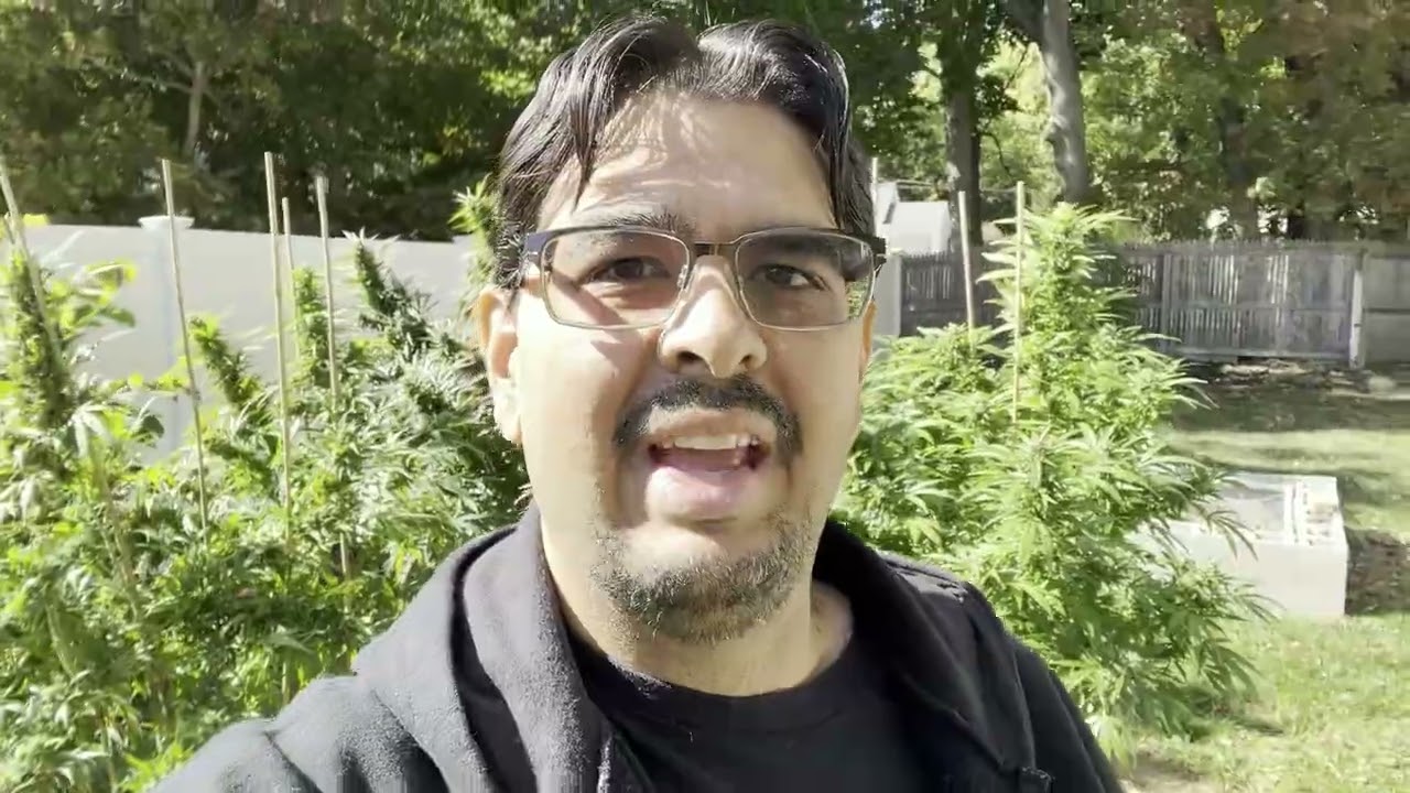 [25] Outdoor Grow 2024 - Harvest Season