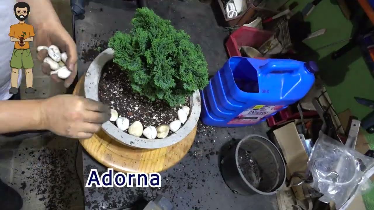 Trasplante de Hinoki y tierra sugerida
