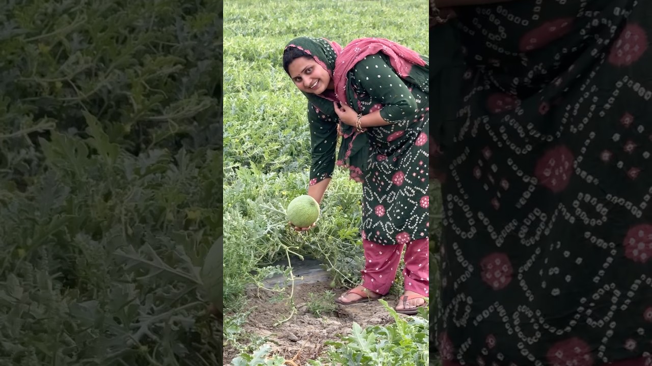 Aaj direct khet se sabriya laye #dailyvlogs #minivlog #shortvideo #familyvlog #kheti #family #short