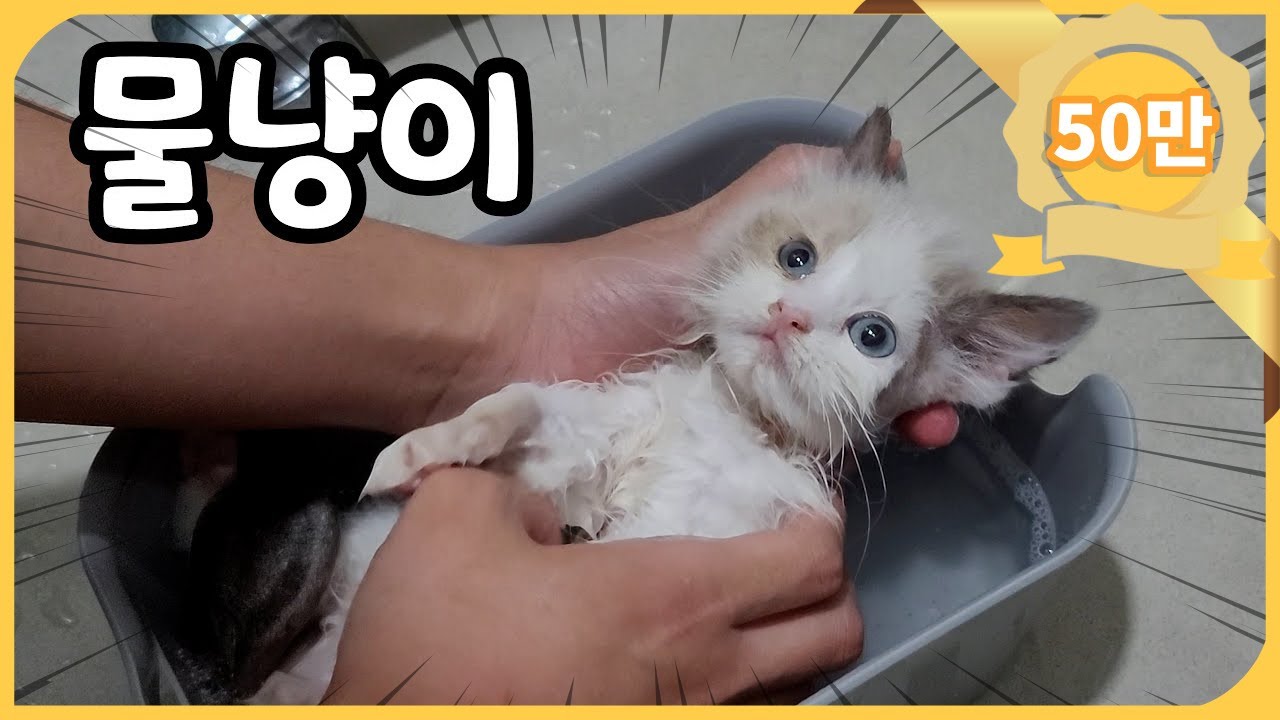물냥이 당첨!!! (아픈 렉돌 임보 아기고양이 첫 목욕)