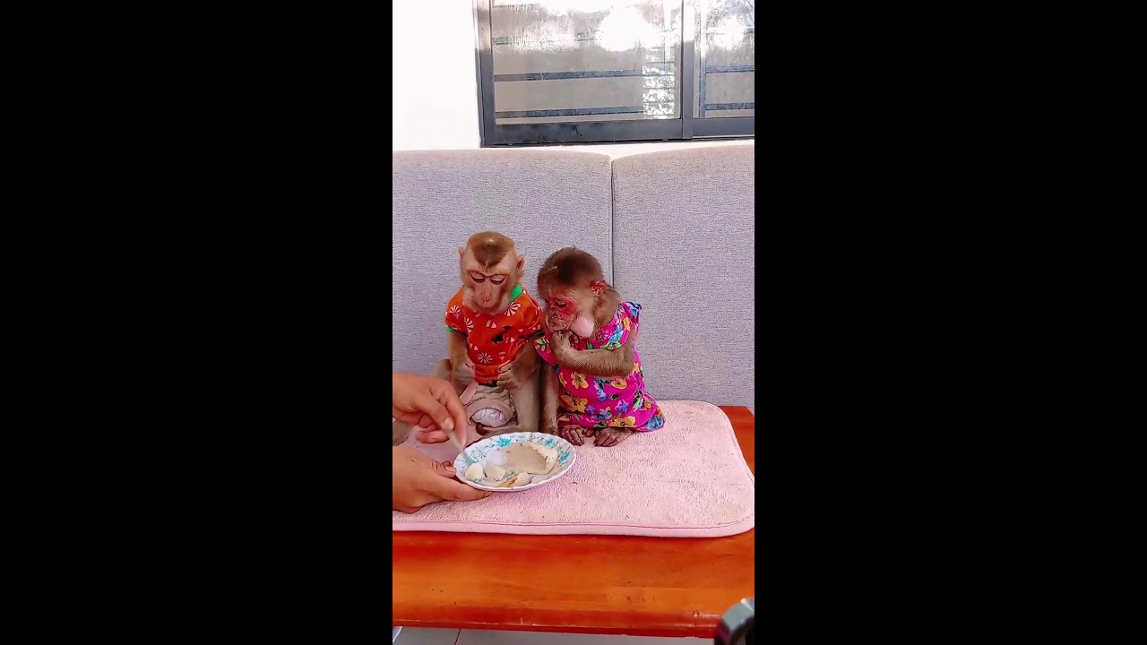 Monkey Icy And Bray-an Very Hungry Delicious #monkey #cute #livestream