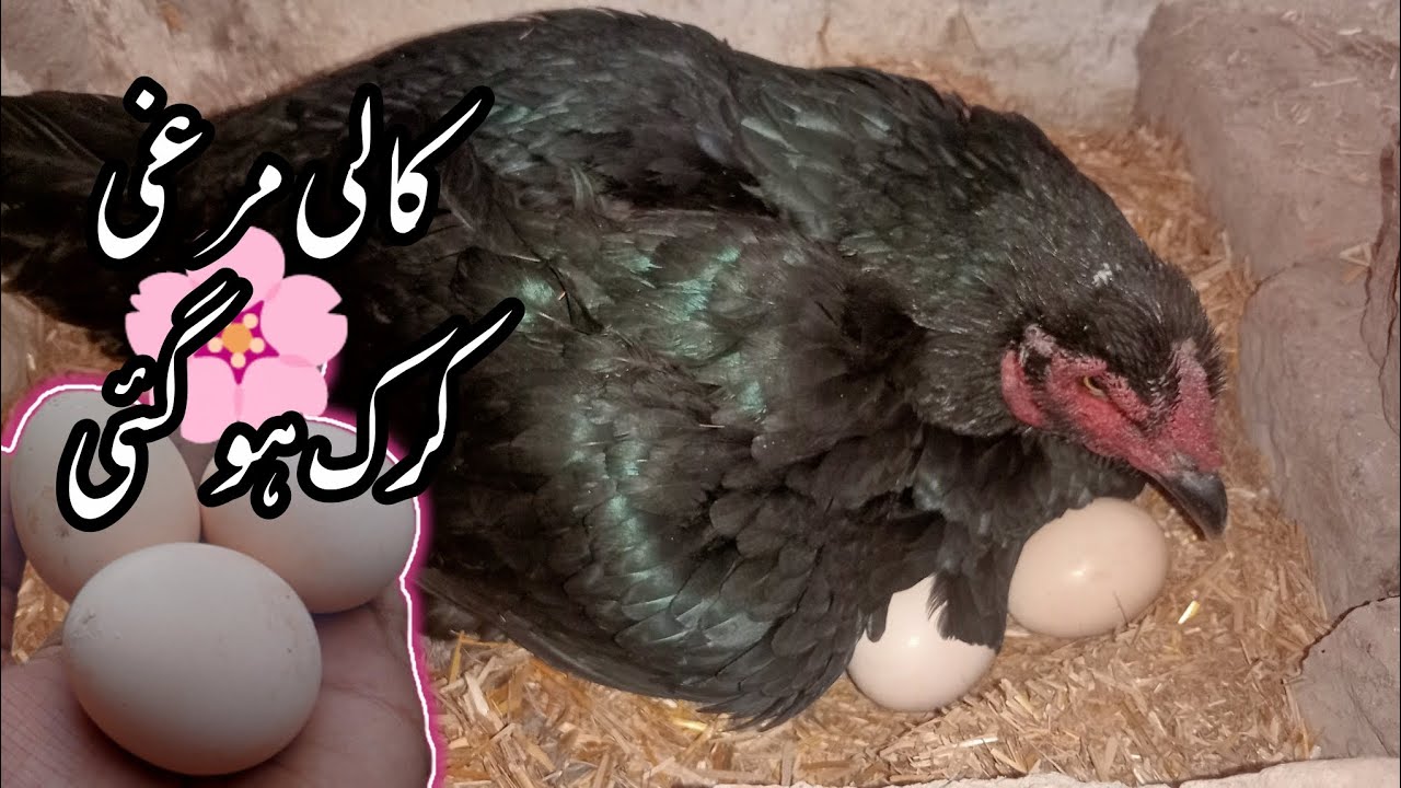 Kali murgi Kurak Ho Gayi ab choty choty chicks hongy insha Allah 🌸#Desikalimurgi
