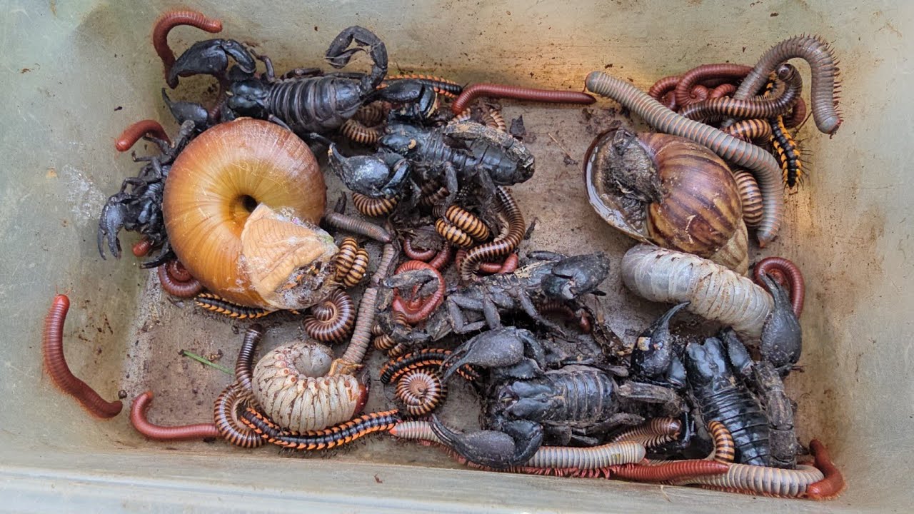 Catch Large Amount Stinging Scorpions Group, Poisonous Millipedes, African Land Snails, Larva...