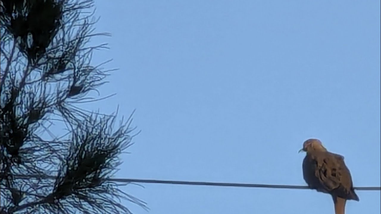 SUNDAY FUNDAY FROM  THE DESERT :)LIVE) NATURE SHOW #mojavedesert#nature#squirrels#birds