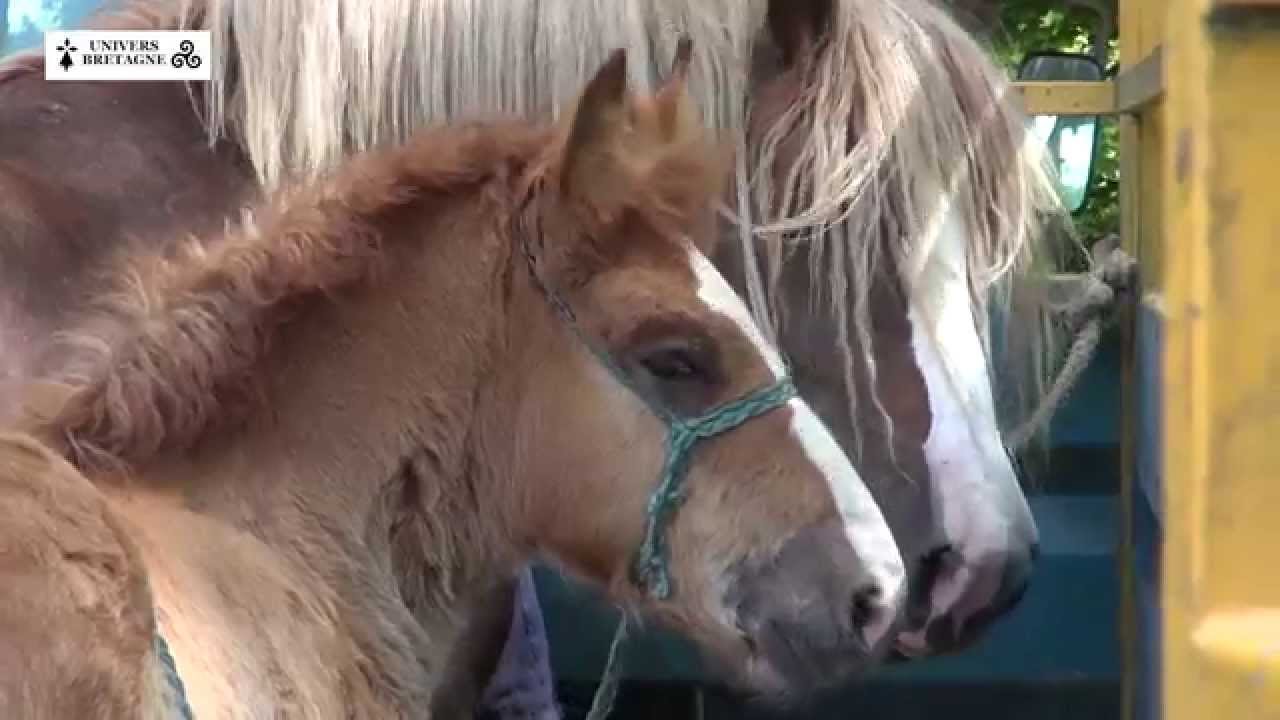 Concours du cheval breton à la Martyre, le samedi 13 juin 2015