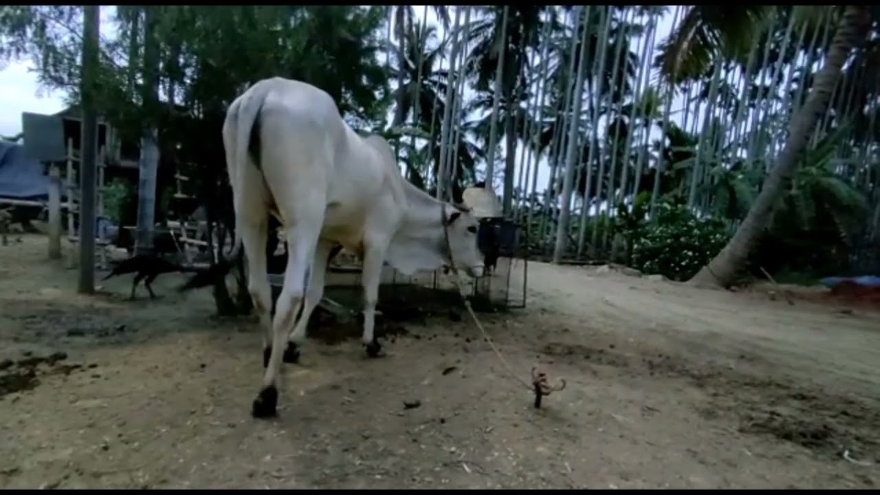 My pets videos | எனது கால்நடைகல் பதிவேற்றம் | Farm facts | Cow | Peacock | Pigeons | update