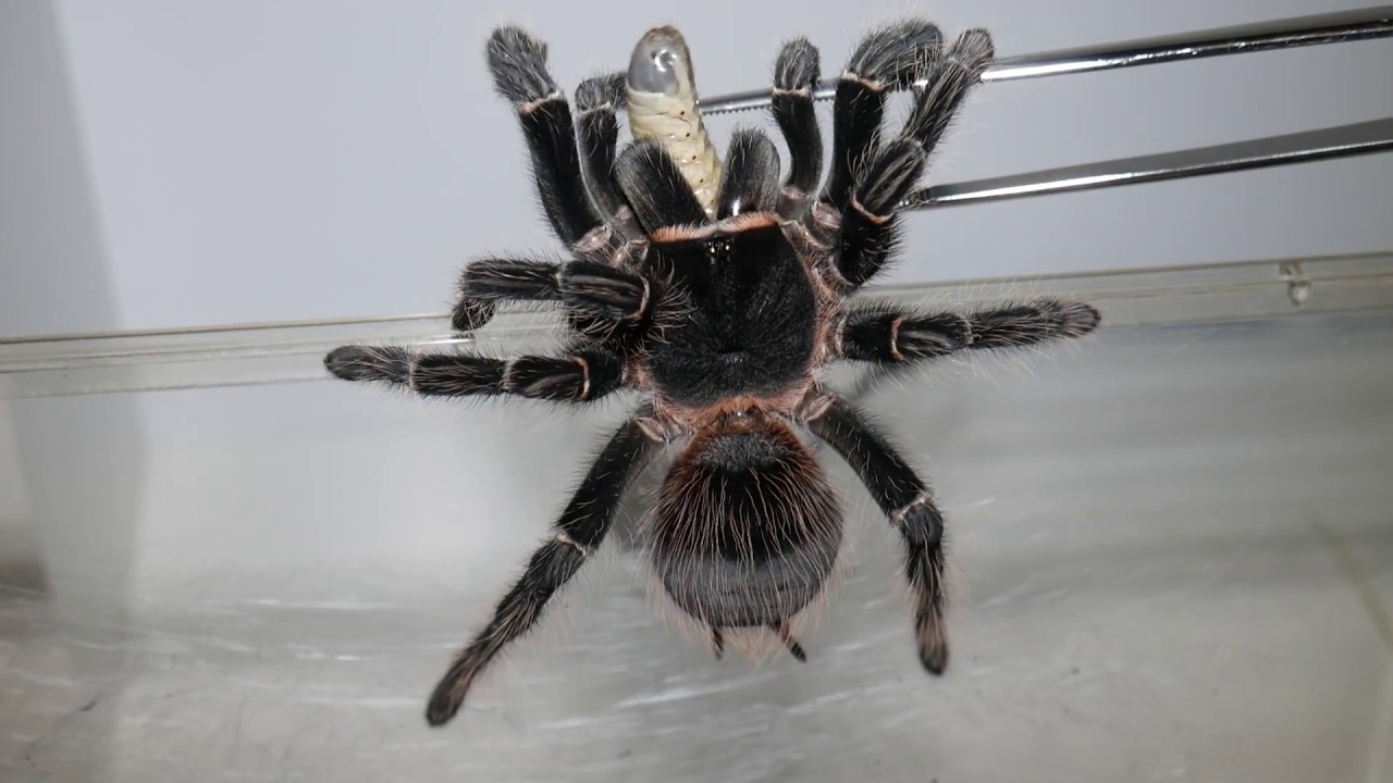 Tarantula Feeding Video 47 (Exploding Larvae!)