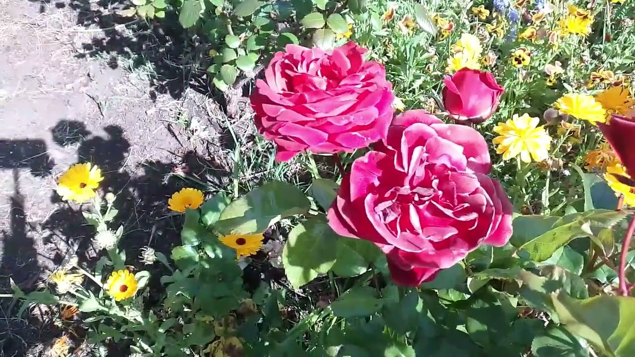 Dec 2025  - Garden Walk