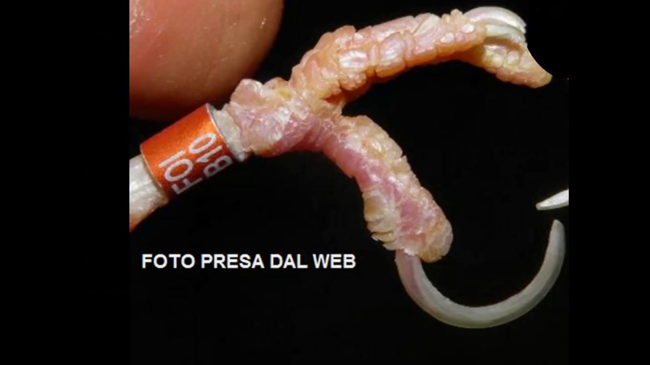 Anello stretto canarino, principio di necrosi - I Canarini di Omar 70XN