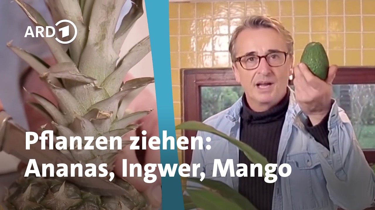 Neue Zimmerpflanzen aus Obst- und Gemüseresten selber ziehen I Horst sein Schrebergarten | rbb