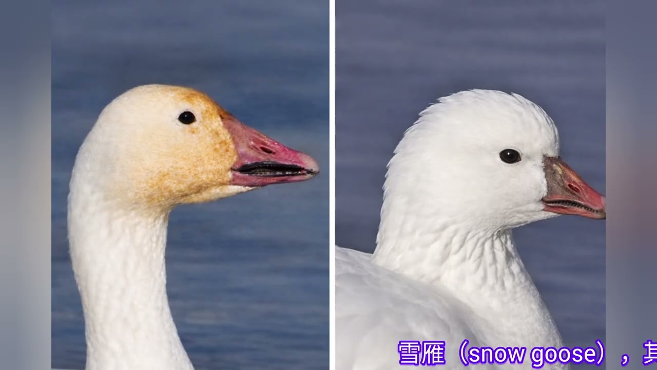 Geese， 雁与鹅