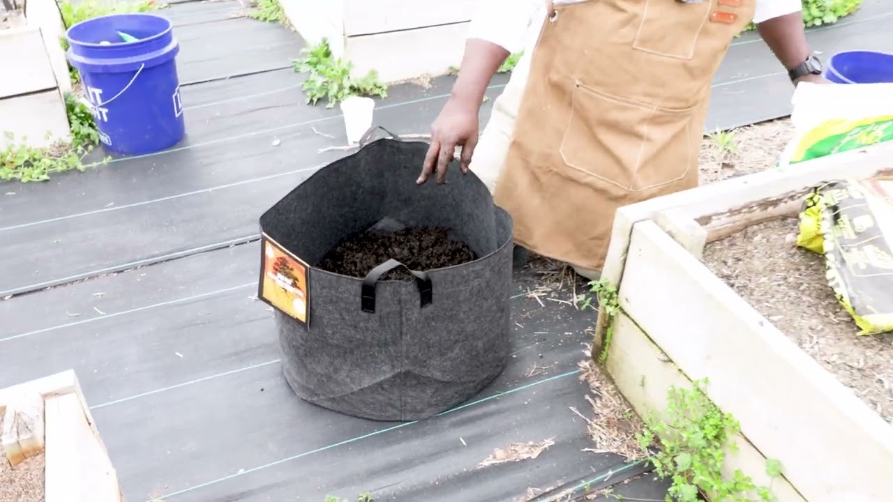 Planting Potatoes in a Grow Bag